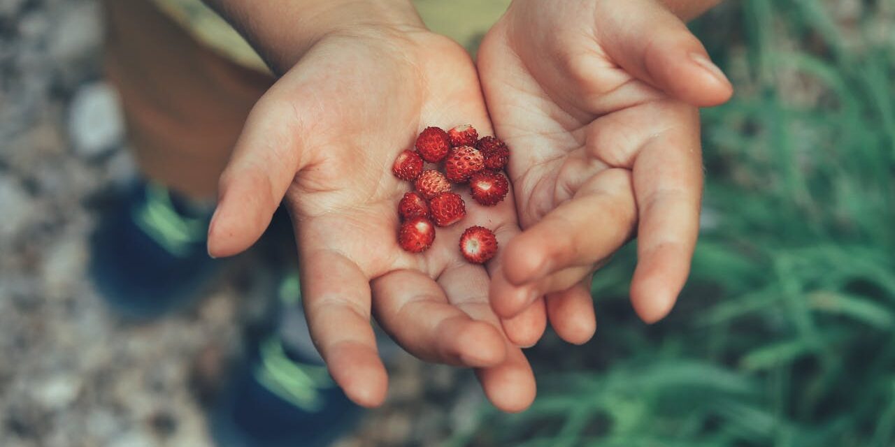Allergie Fruits Rouges Bébé : Timing Signes Progression Sûre