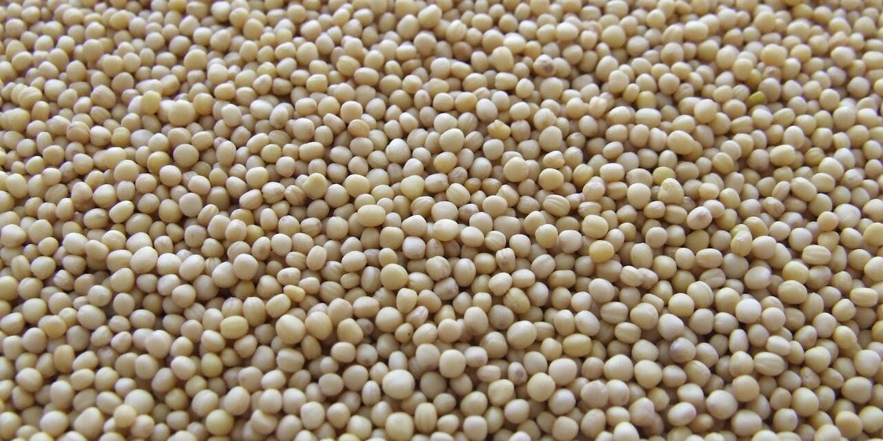 Allergie Soja Bébé : Identification + Alternatives Tofu/Lait
