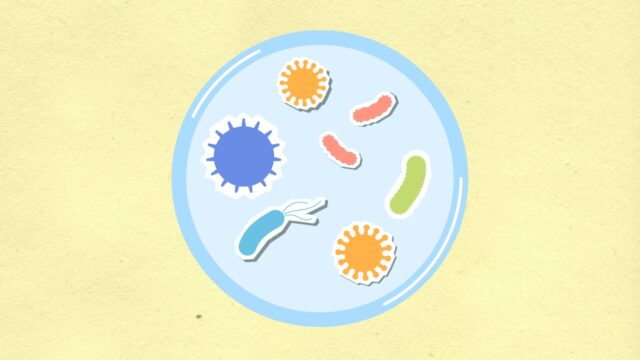 bactéries listeria bébé aliments-baby journal