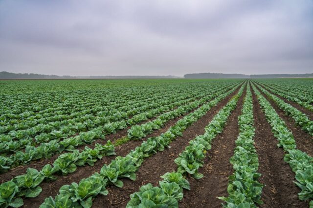 pesticides résidus bébé-baby journal
