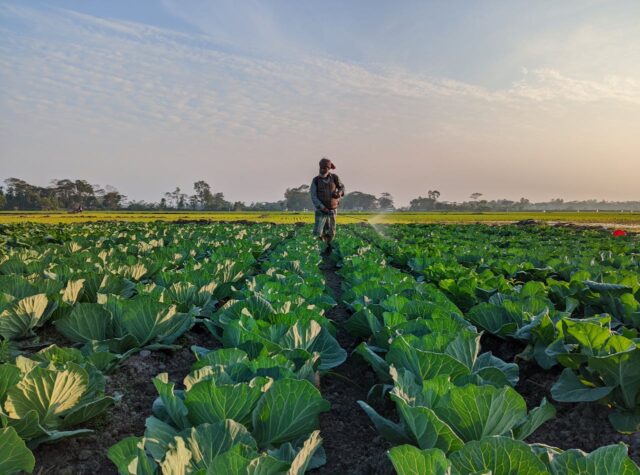pesticides résidus bébé-baby journal