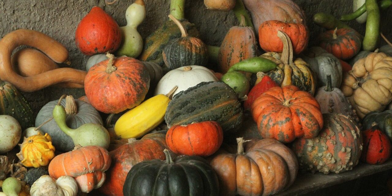 Courges Bébé Variétés : Butternut Kabocha + Sucré Naturel + 10 Recettes Saison