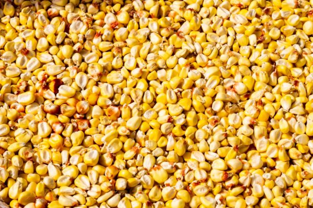 millet bébé sans gluten-baby journal