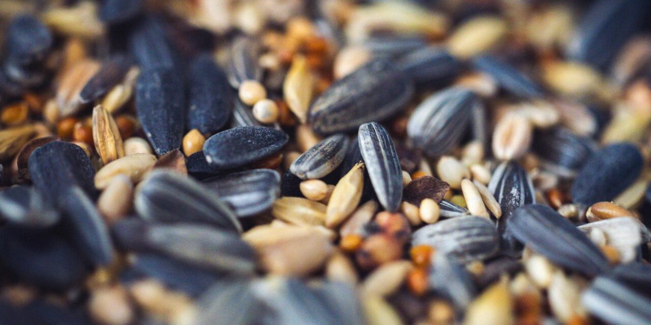 Millet Bébé Sans Gluten : Digestion Facile + Minéraux + 7 Recettes Douces