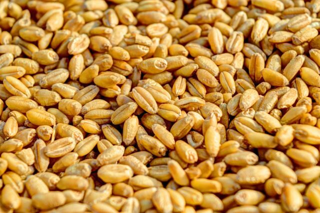 quinoa bébé protéine complète-baby journal