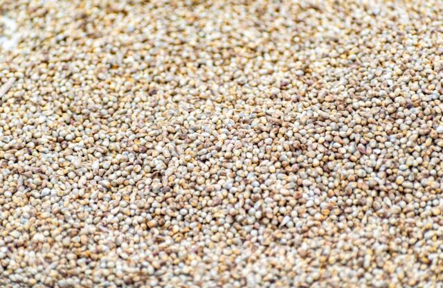 quinoa bébé protéine complète-baby journal