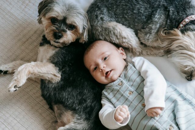 adopter animal compagnie avec bébé-baby journal