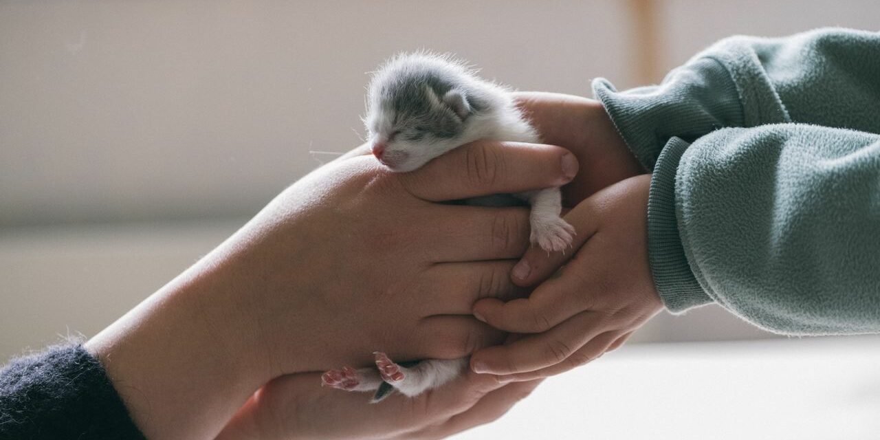 Adopter un Animal de Compagnie avec un Bébé : Bonne Idée ou Pas