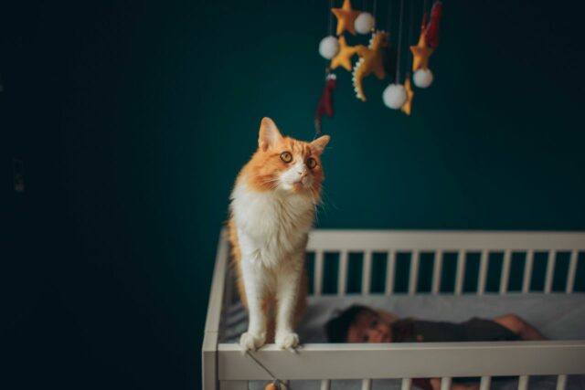 chat et bébé dormir ensemble-baby journal