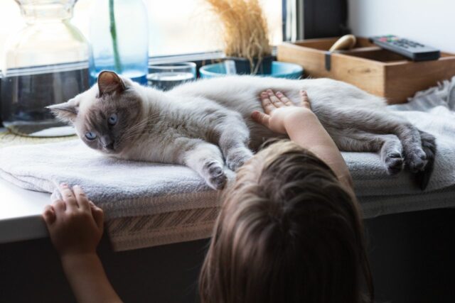 chat et bébé dormir ensemble-baby journal