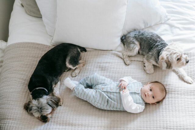 chien et bébé cohabitation-baby journal