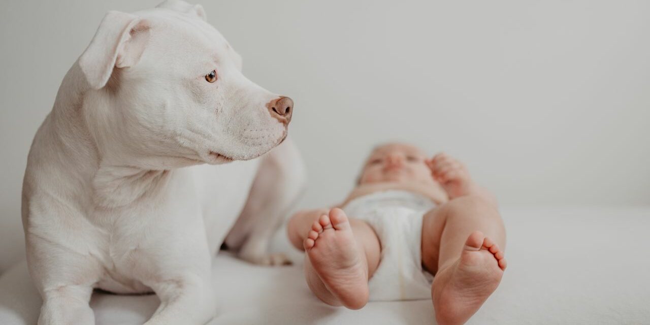 Chien et Bébé : Comment Préparer la Cohabitation en Toute Sécurité