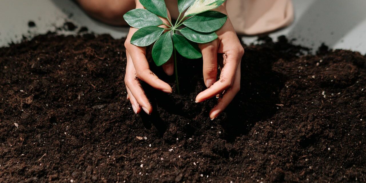 Planter un Arbre à la Naissance : Une Tradition Qui Se Transmet